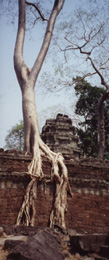 root damage