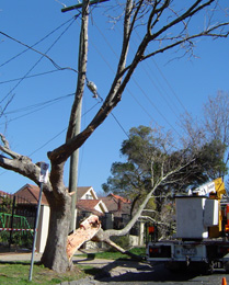 storm damaged tree