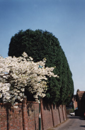 hedge