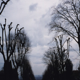 pollarding1