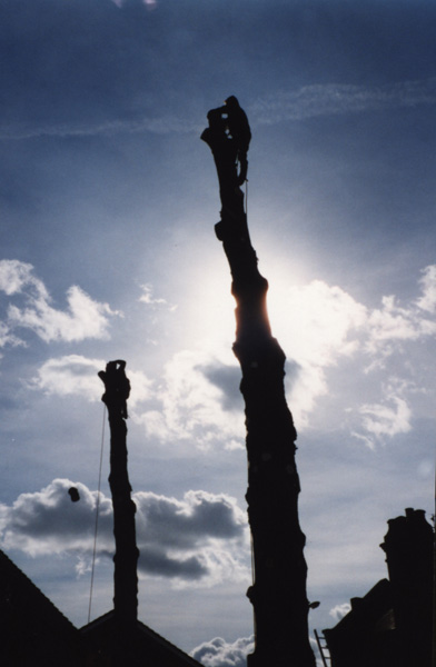 tree removal