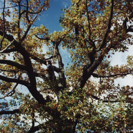 safe tree climbing